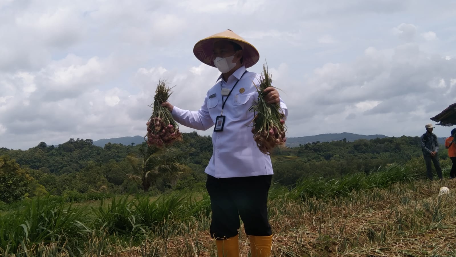 Panen Raya Bawang Merah,
